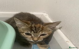 British Shorthair cats for sale: Tabby Kittens for sale - Image 8