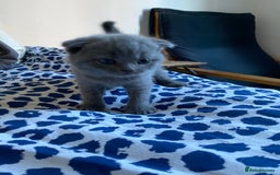 Scottish Fold cats for sale: Scottish Fold kittens for sale 3 Girls 2 Boys  - Advert 5