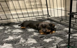 Miniature Dachshund dogs for sale: Miniature Dachshund - Image 6