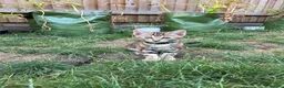 Bengal cats for sale: Gorgeous Bengal x British Short hair kittens - Advert 22