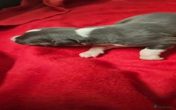 Whippet dogs for sale: KC HEART AND HEALTH TESTED WHIPPETS - Image 7