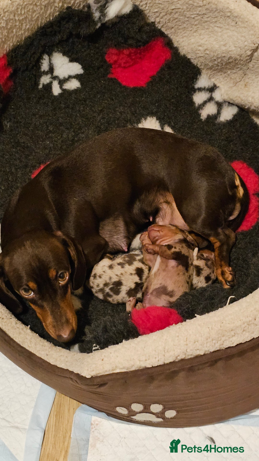 Miniature Dachshund dogs for sale: Two Beautiful Boys - Advert 3
