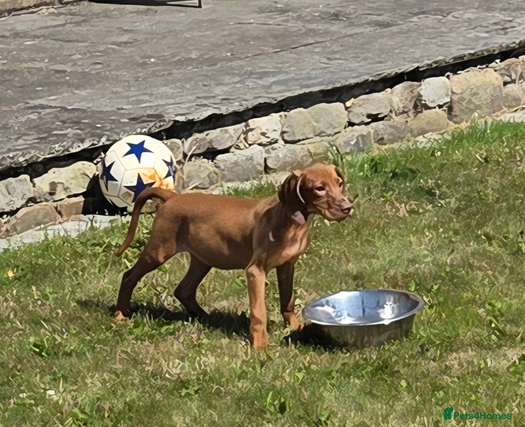Hungarian Vizsla dogs for sale: One Girl Left-Hungarian Vizsla Pup - Image 3