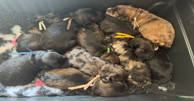 Mixed Breed dogs - Advert 4