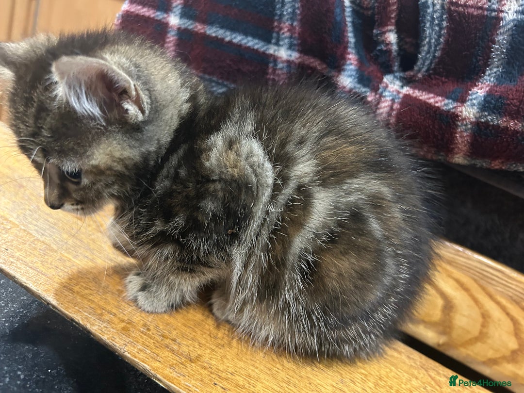 Maine Coon cats for sale: Maine coon x bengal  - Image 6