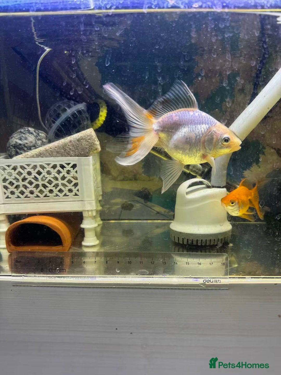 Goldfish fish for sale: 2 Goldfish – Includes Free Remaining Fish Food - Advert 5