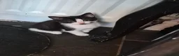 Mixed Breed cats for sale: 4 black and white kittens  - Advert 3