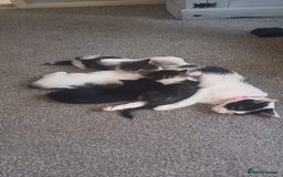 Mixed Breed cats for sale: Male and female kitten for sale  - Image 6