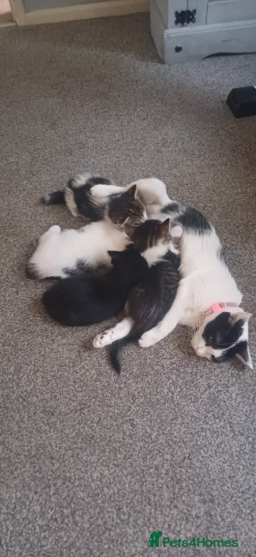 Mixed Breed cats for sale: Male and female kitten for sale  - Image 6