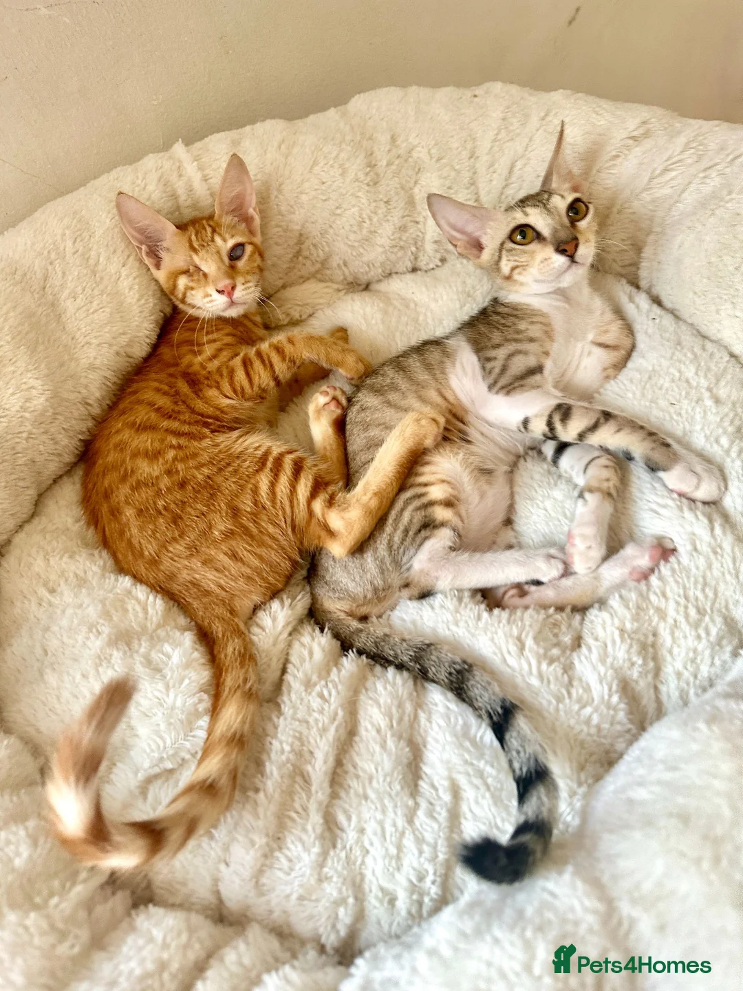 Arabian Mau cats for adoption: Two Female Rescue Kittens for Adoption Together - Advert 8