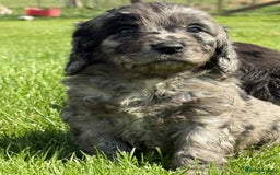 Sproodle dogs for sale: Adorable Sproodle Pups - Image 5