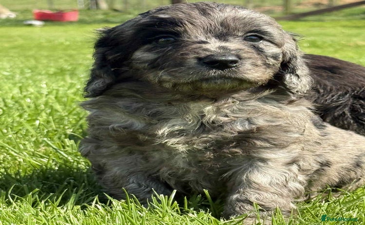 Sproodle dogs - Advert 6
