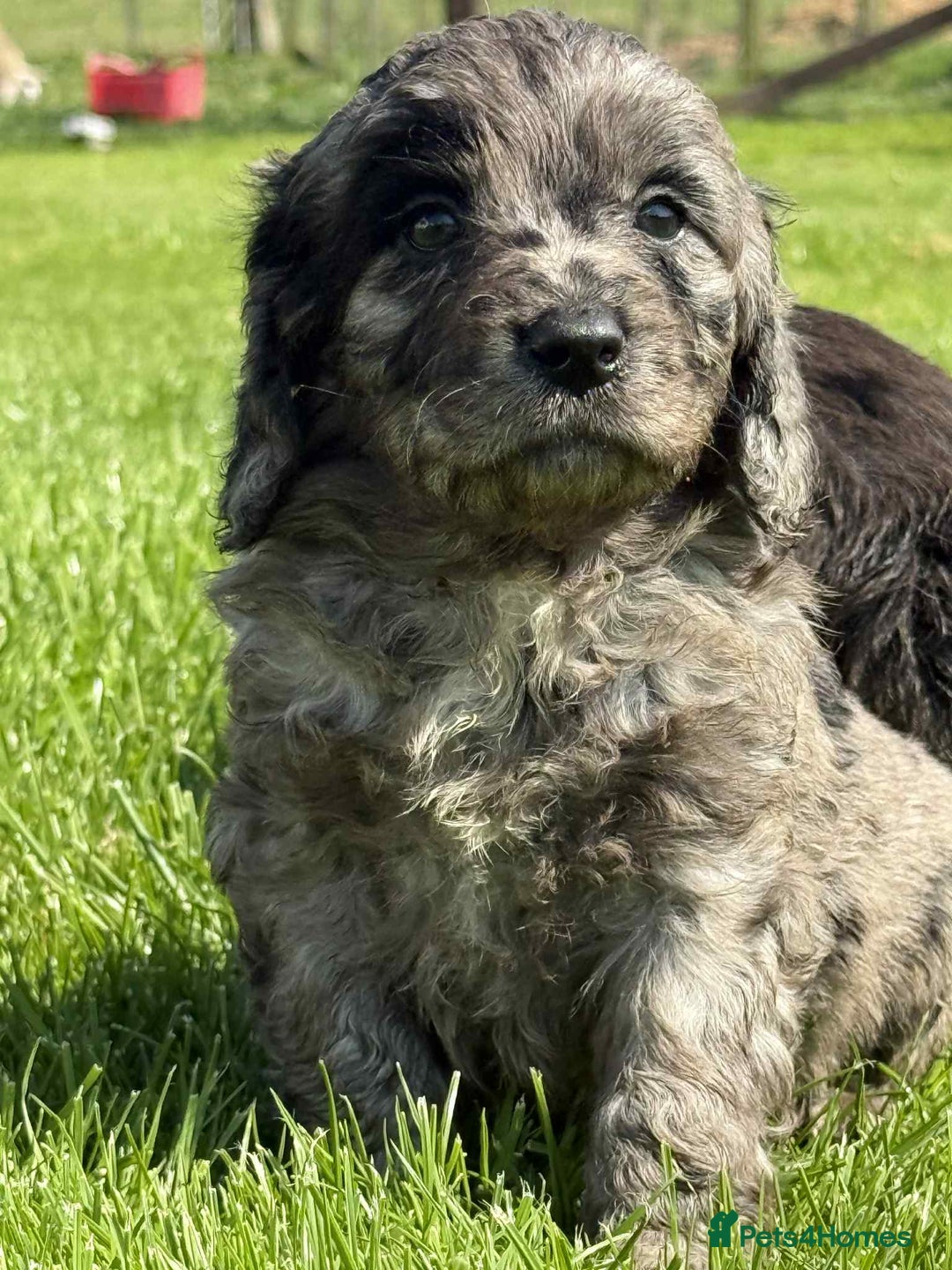 Sproodle dogs for sale: Adorable Sproodle Pups - Image 5