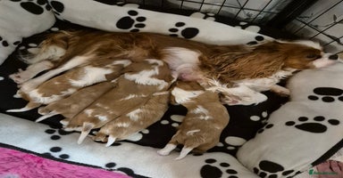 Cavalier King Charles Spaniel dogs - Advert 9