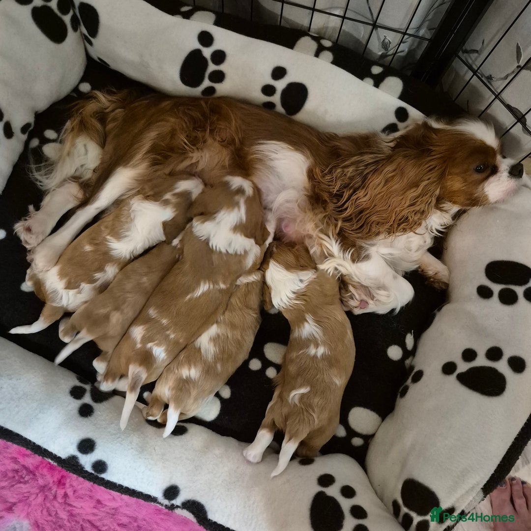 Cavalier King Charles Spaniel dogs for sale: KC Registered, Cavalier King Charles Spaniels  - Image 1