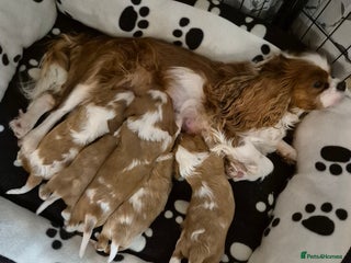 Cavalier King Charles Spaniel dogs - Advert 4