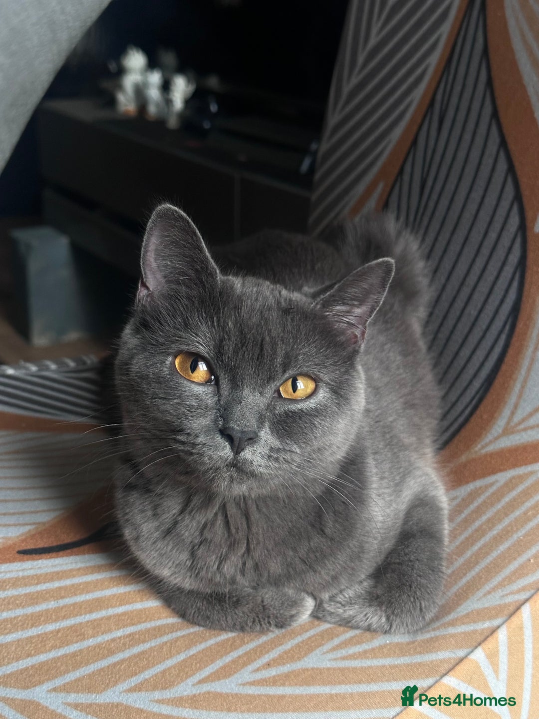 British Shorthair cats for sale: Kitten shorthair - Advert 3