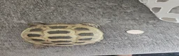Tortoise reptiles for sale: Horsefiel tortoise  in Fleetwood - Advert 4