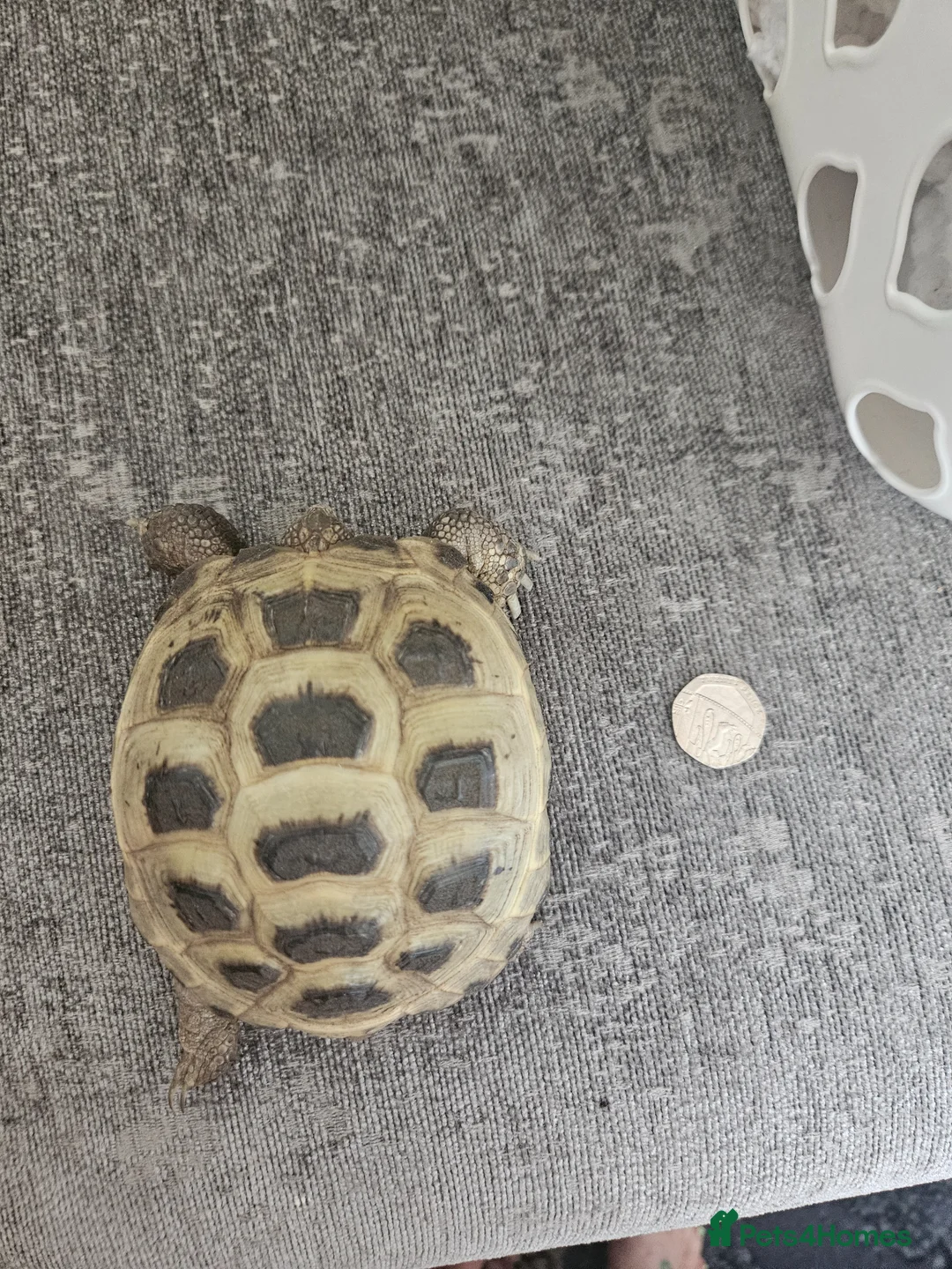Tortoise reptiles for sale: Horsefiel tortoise  in Fleetwood - Advert 4