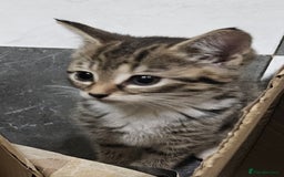 Mixed Breed cats for sale: Cute Pair of  Female Kittens - Image 2