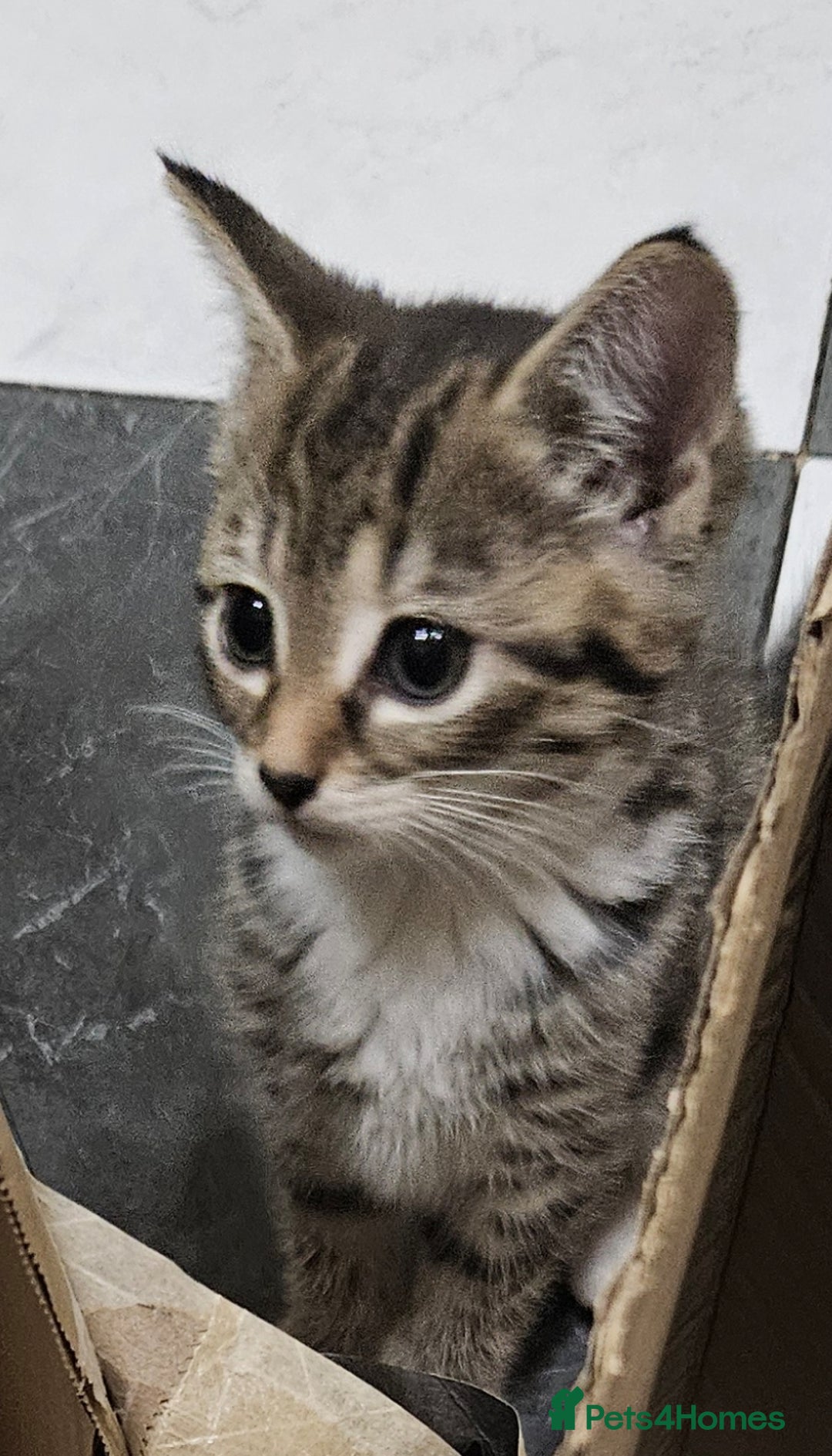 Mixed Breed cats for sale: Cute Pair of  Female Kittens - Image 2