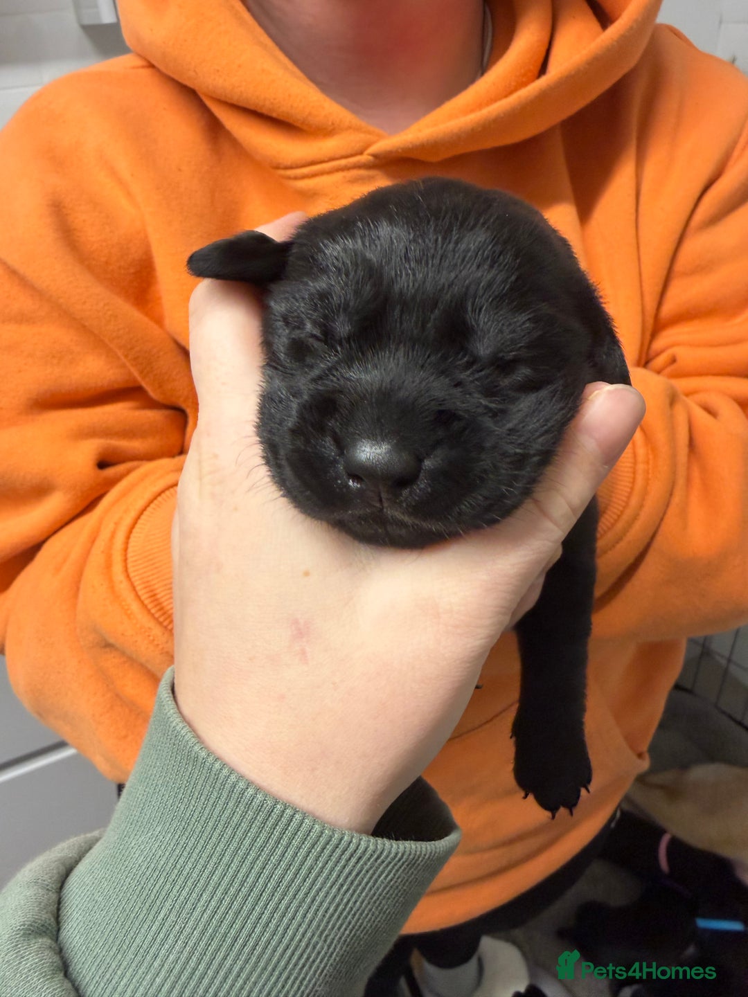 Labrador Retriever dogs for sale: Chunky Black Labrador Puppies! - Advert 12