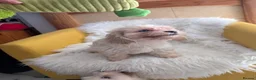 Mixed Breed dogs for sale: Adorable puppies looking for their forever homes! - Advert 2