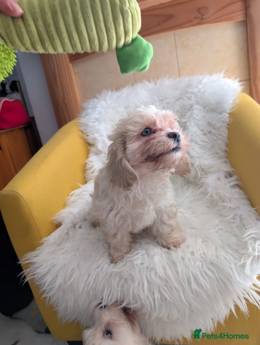 Mixed Breed dogs for sale: Adorable puppies looking for their forever homes! - Advert 2