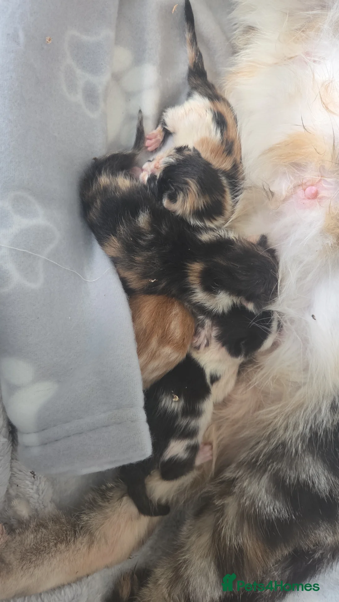 Mixed Breed cats for sale: 2 female tortoise shell kittens - Advert 16