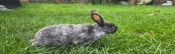 Rex rabbits for sale: 3 Mini rex 13 weeks old - Advert 6
