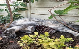 British Shorthair cats for sale: 1yr old male BSH for rehoming  - Image 7