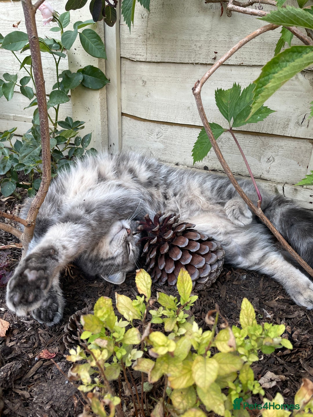 British Shorthair cats for sale: 1yr old male BSH for rehoming  - Image 7