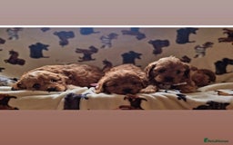 Cavapoo dogs for sale: Ruby red cavapoo puppies - Image 9