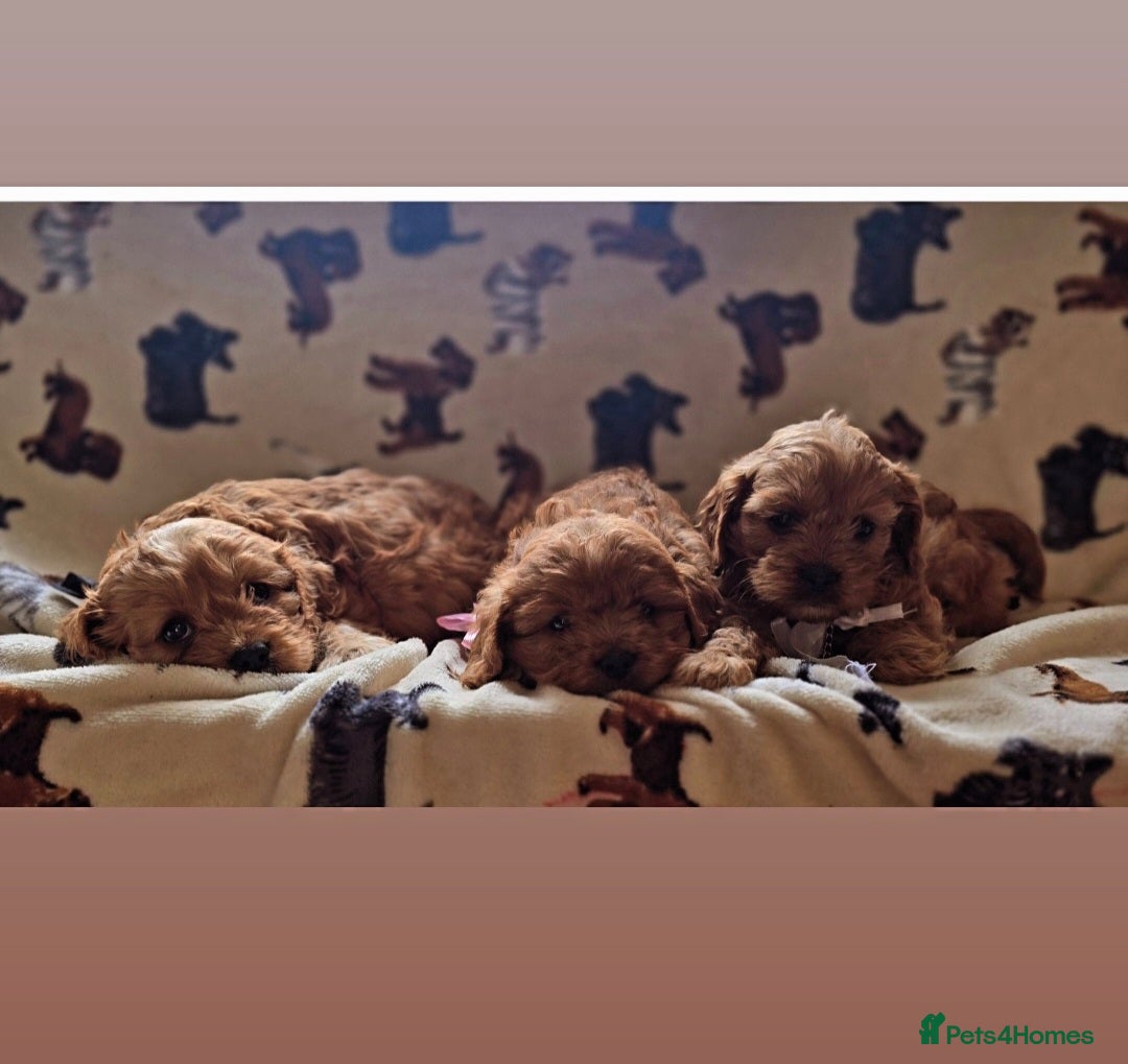 Cavapoo dogs for sale: Ruby red cavapoo puppies - Image 9
