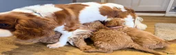 Cavapoo dogs for sale: Exceptional F1 Toy Cavapoos-Health Tested Parents - Advert 25