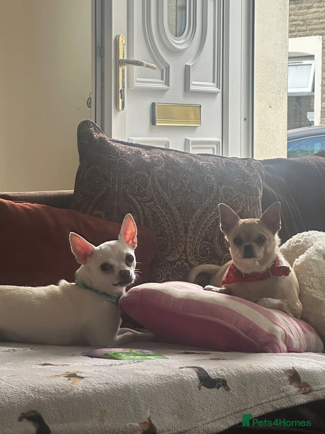 Chihuahua dogs for sale: Beautiful Chihuahua Puppies – KC Registered Dad - Advert 2