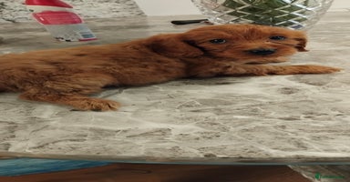 Cockapoo dogs - Advert 1