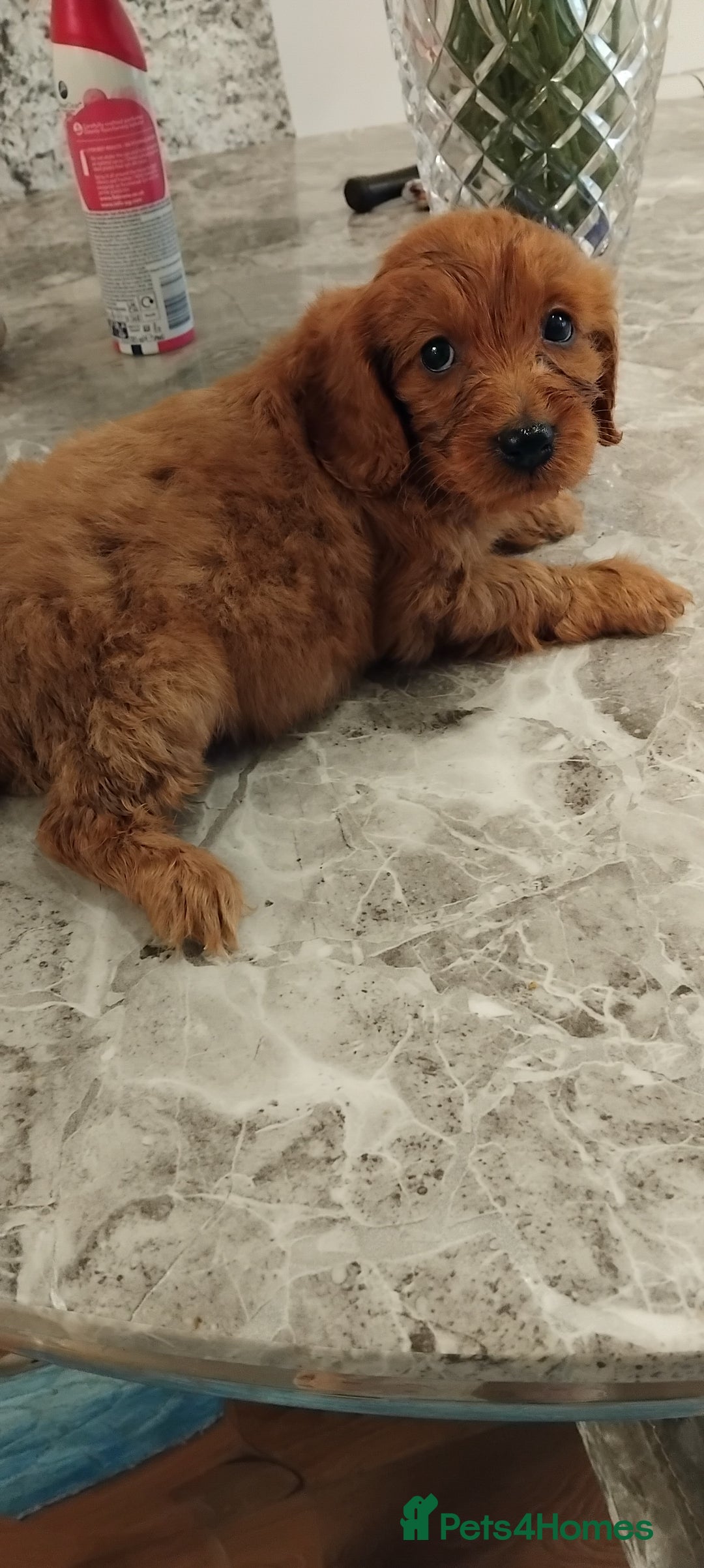 Cockapoo dogs for sale: F1 Cockapoo pups for sale  - Image 3