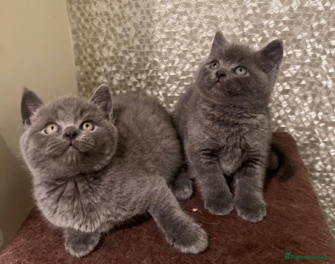 British Longhair cats for sale: Adorable British Shorthair Kittens  - Advert 6