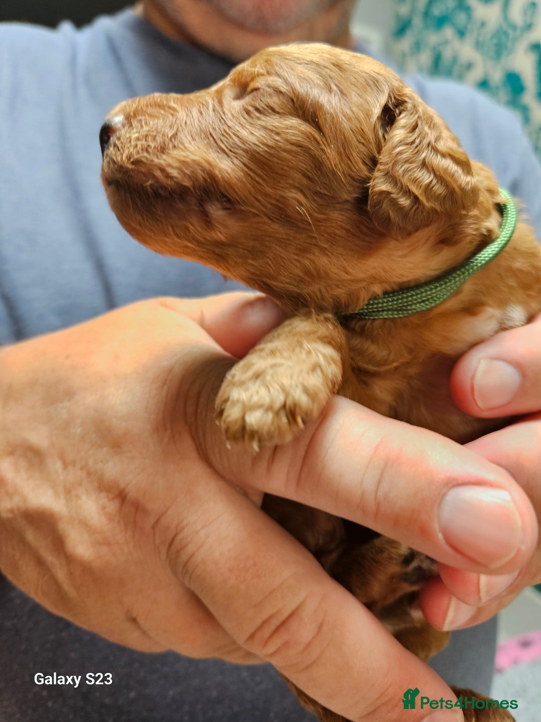 Mixed Breed dogs for sale: FULLY HEALTH TESTED FOX RED MINIATURE COCKAPOOS  - Image 8