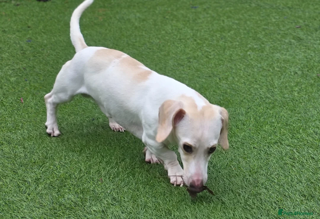 Miniature Dachshund dogs for sale: KC Smooth Cream Piebald - Advert 3
