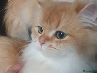 British Longhair cats - Advert 8