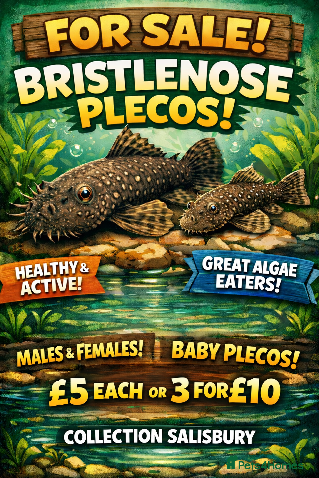 Plecos fish Bristlenose pleco  - Advert 19