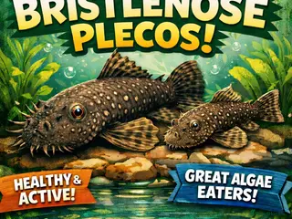 Plecos fish Bristlenose pleco - Advert 19