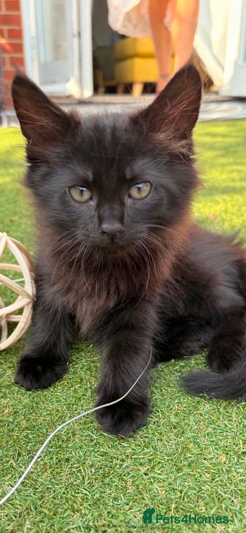 Maine Coon cats American shorthair/maincoon kitten - Advert 4