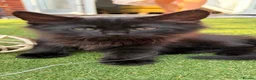 Maine Coon cats for sale: American shorthair/maincoon kitten in Wells - Advert 1