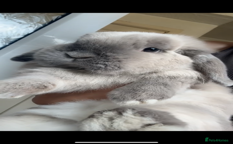 Mini Lop rabbits - Advert 1