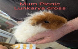 Guinea Pig rodents for sale: Stunning baby guinea pigs! Lunkarya/Abyssinian/sh  - Image 20