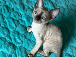 Cornish Rex cats - Advert 25