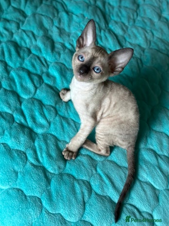 Cornish Rex cats - Advert 1